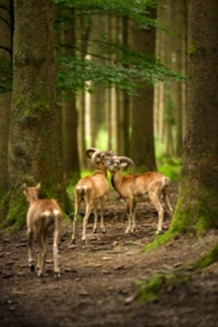 Natuur in Grandrieux Natuurhuisje